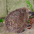 Flohbüchse - oder - Igel im Garten