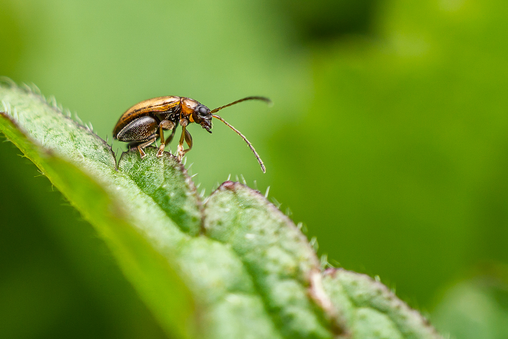 Flohkäfer / Aphthona flava Foto & Bild | tiere, wildlife, insekten ...