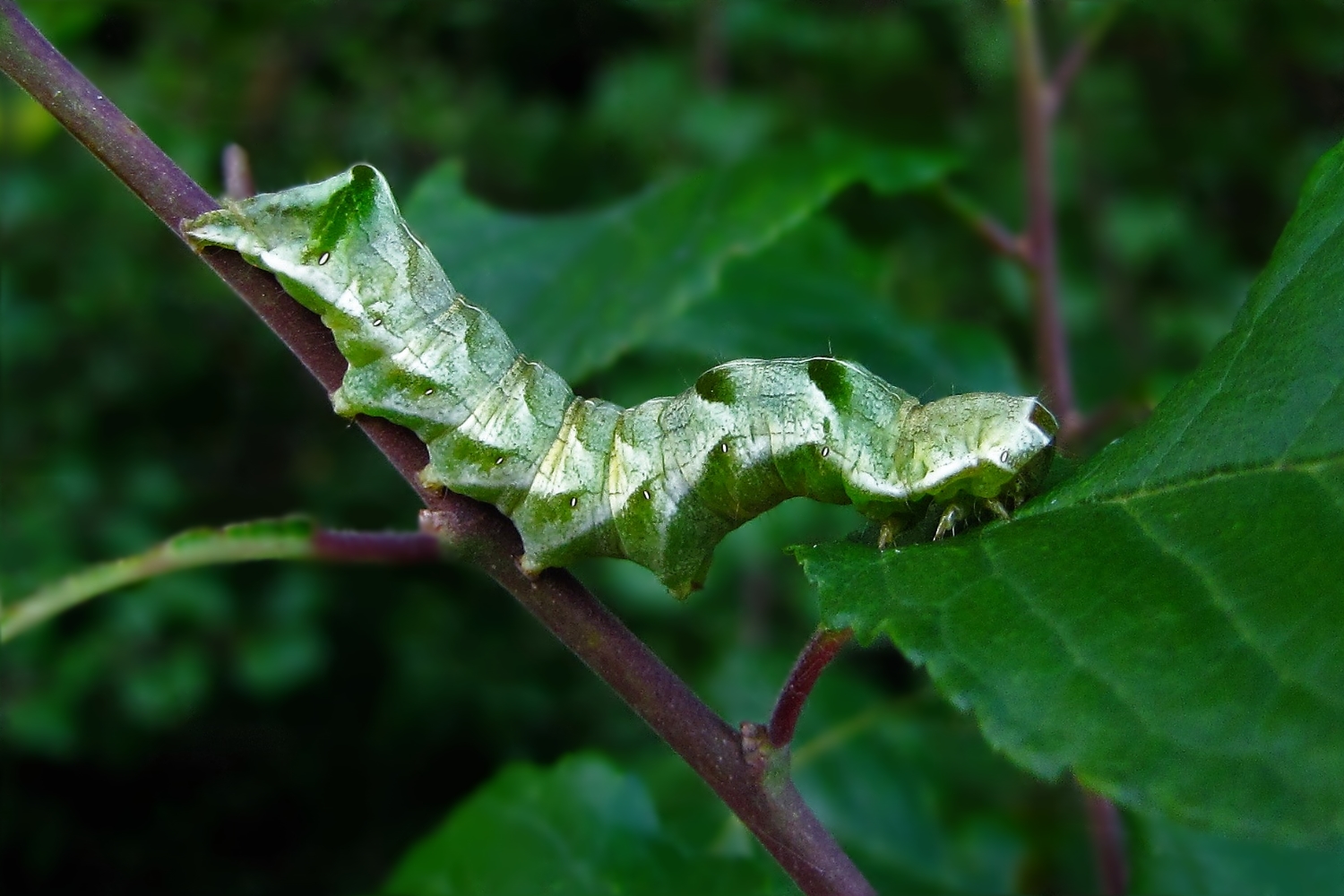 Flohkrauteulen Raupe...7 Jahre