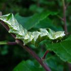 Flohkrauteulen Raupe...7 Jahre