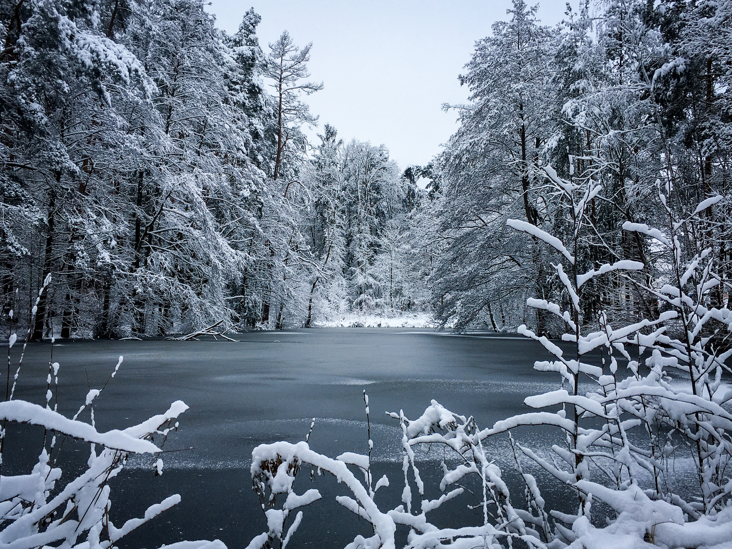 Flohweiher in Eis