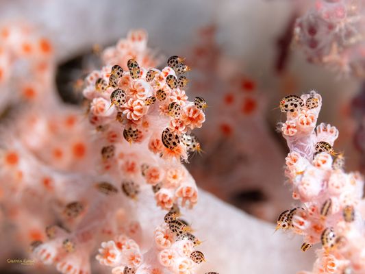 °°°Flohzirkus°°°