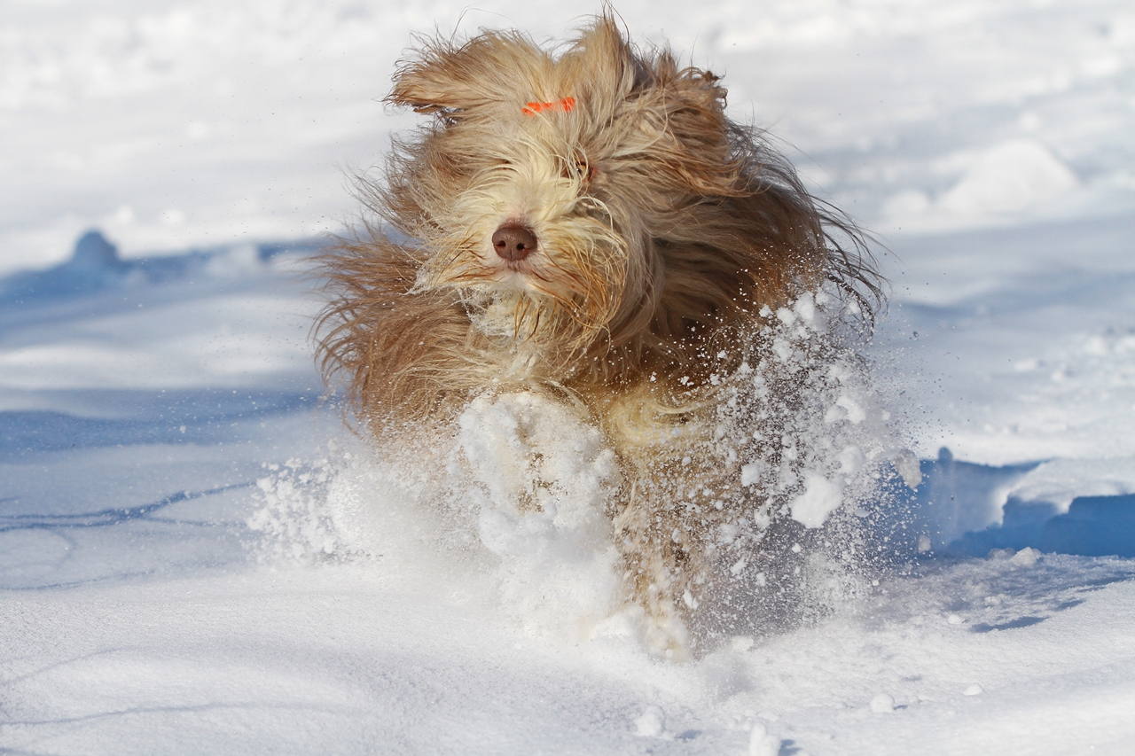 Flokti im Schnee