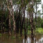 Flood (Batchelor Road / Coomalie Creek)