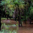 Flood (Batchelor Road / Coomalie Creek)