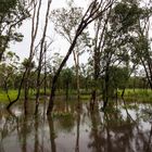 Flood (Batchelor Road / Coomalie Creek), Northern Territory, Australia, Feb. 2017