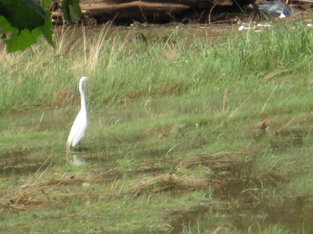 flood plain's own heron