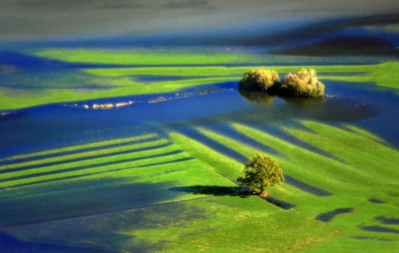 flooded meadow