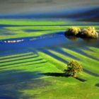 flooded meadow