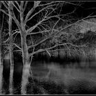 flooded trees  -   Abruzzo National Park - Italy