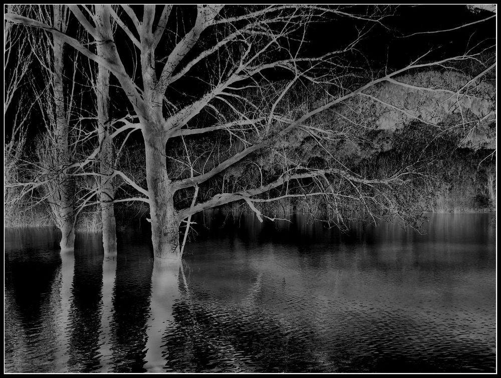 flooded trees  -   Abruzzo National Park - Italy