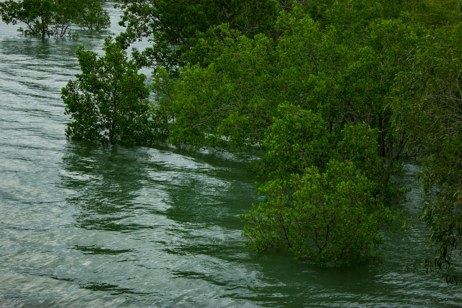 Floodet Mangroves