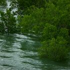 Floodet Mangroves