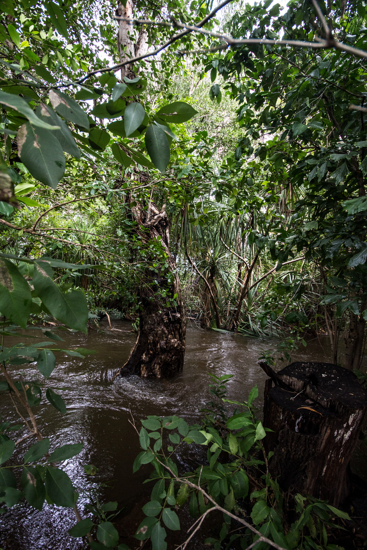 Floodet Monsoon Rainforest