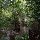 Floodet Monsoon Rainforest