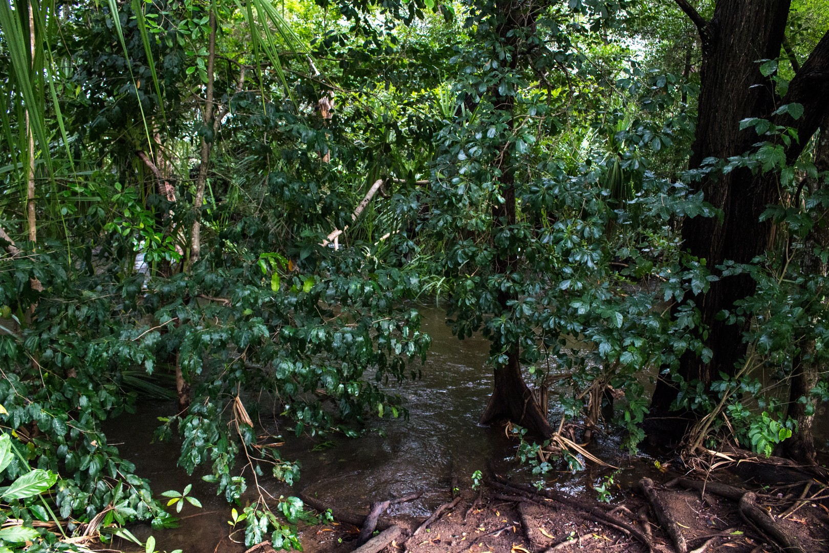 Floodet Monsoon Rainforest