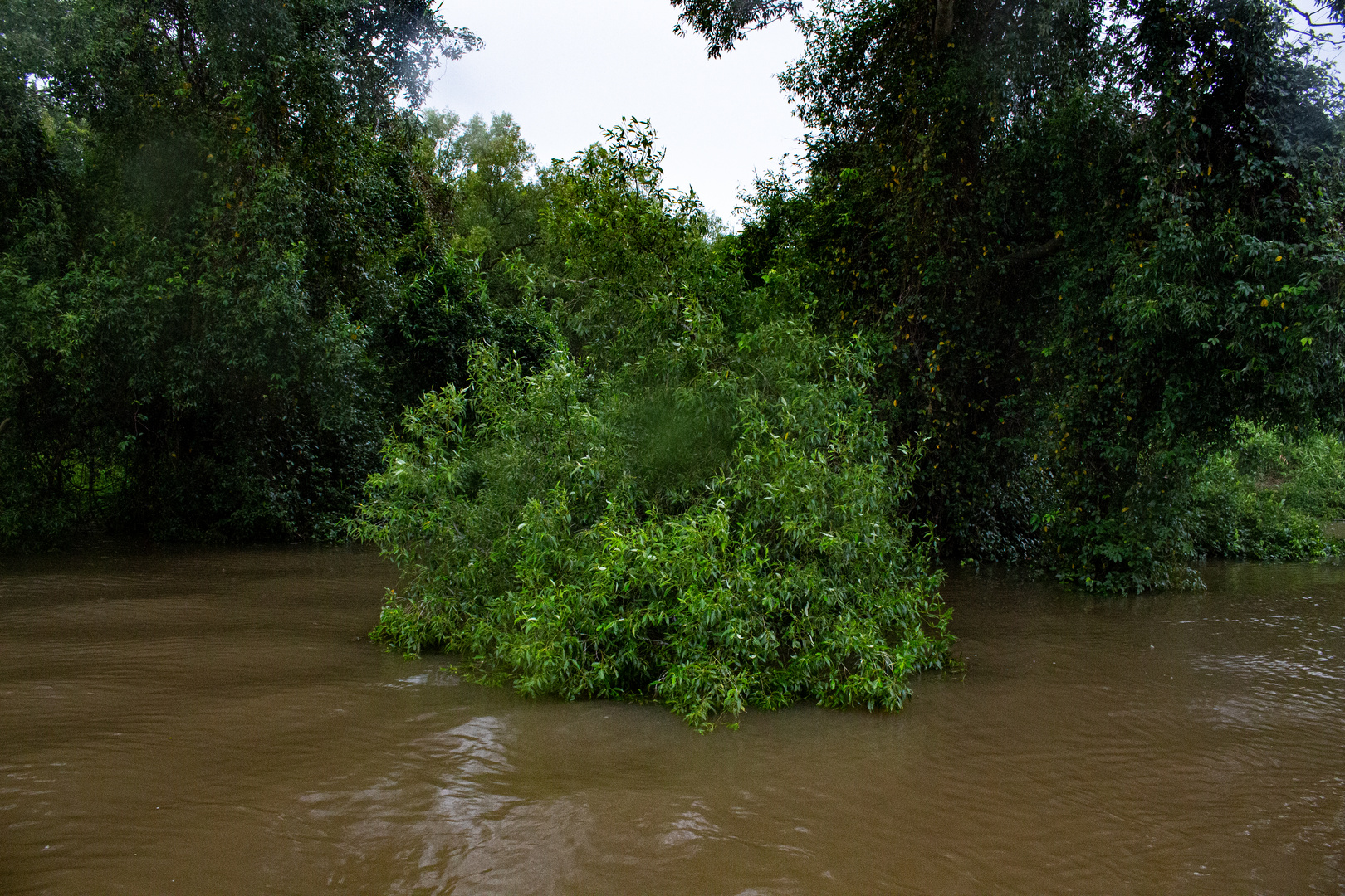 Floodet Tree