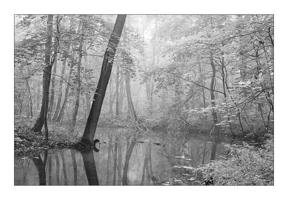 floodplain forest