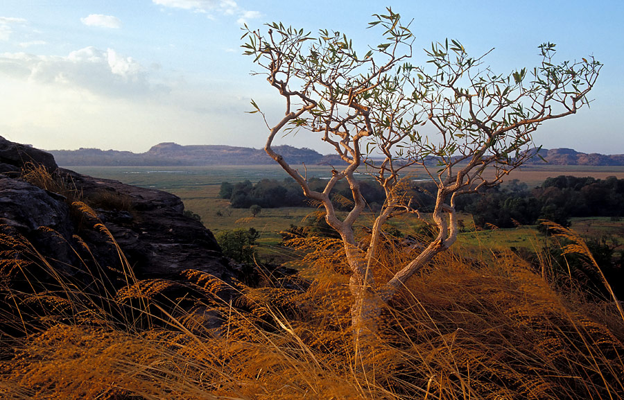 Floodplain im Kakadu Nationalpark