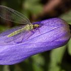 Floorfliege auf Gartenanemone