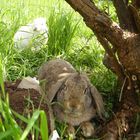 Floppy und Mimi relaxen, ...