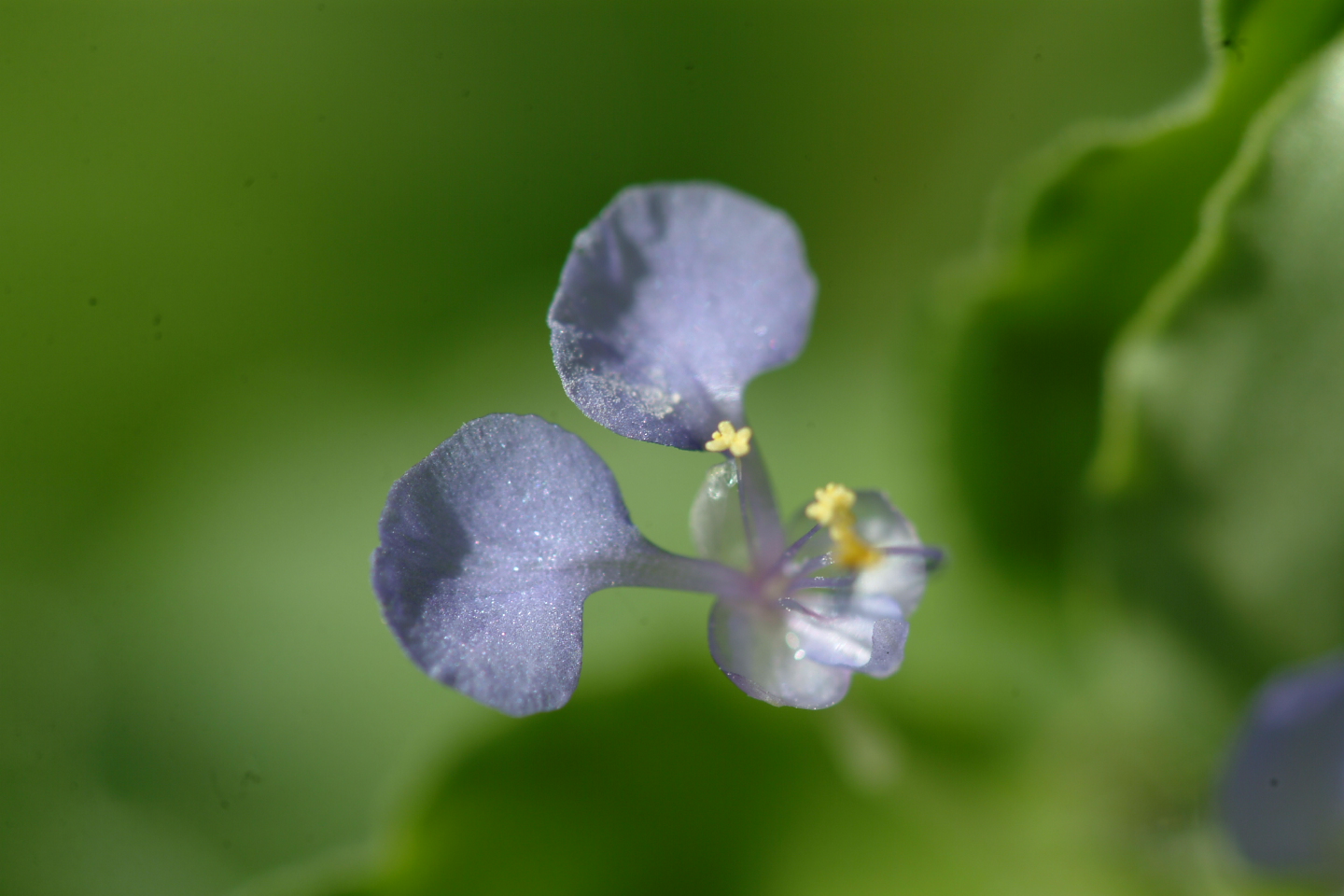 Flor