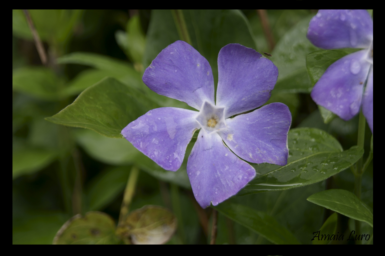 flor