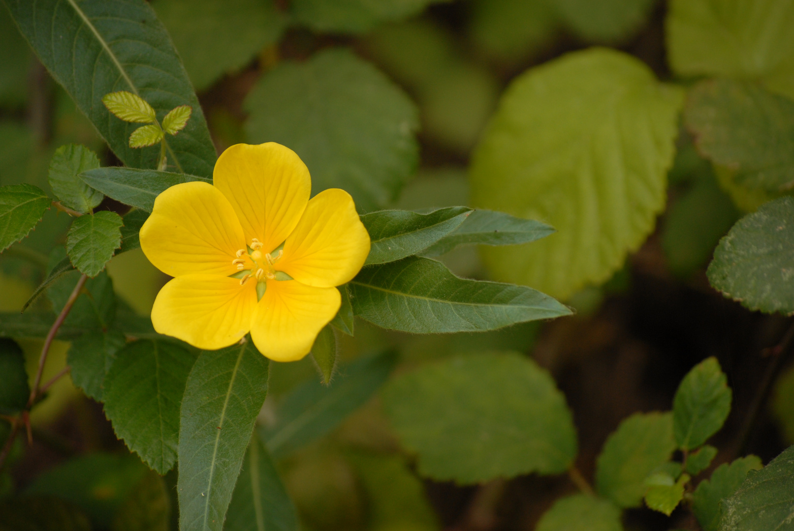 Flor