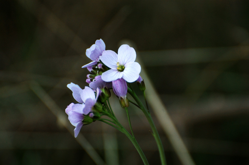 Flor