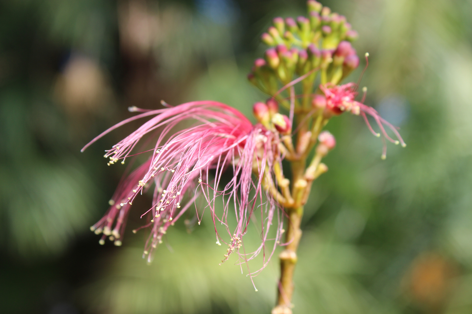 Flor