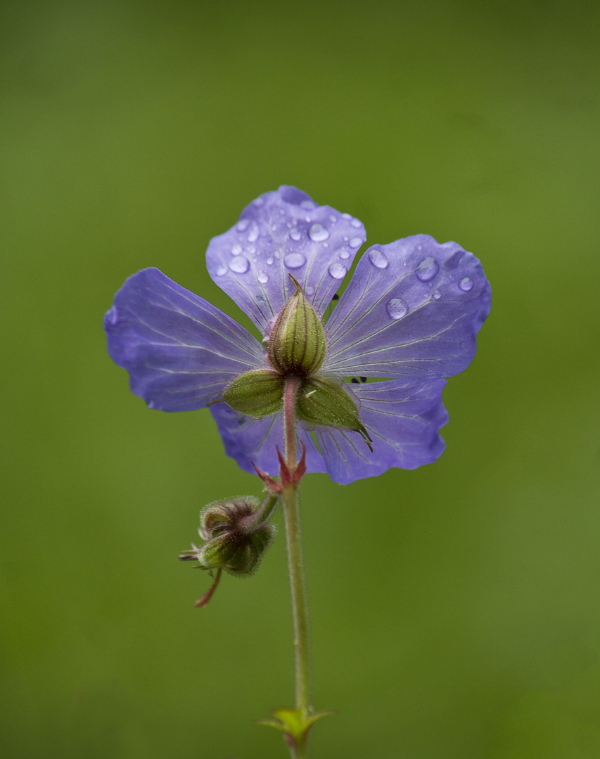 Flor