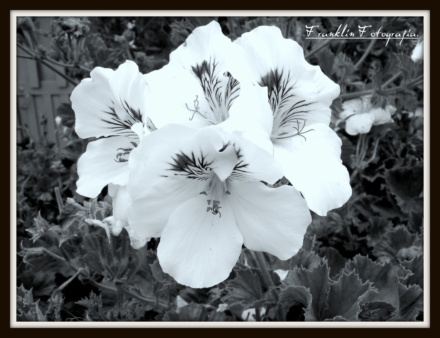 FLOR A LA ANTIGUA.