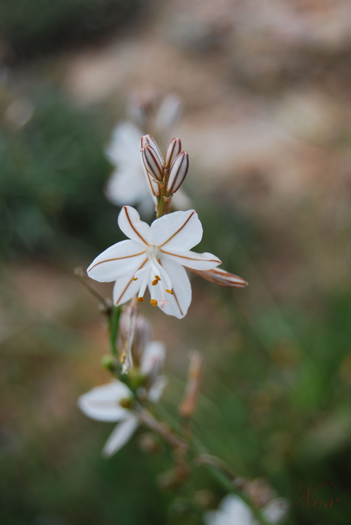 Flor