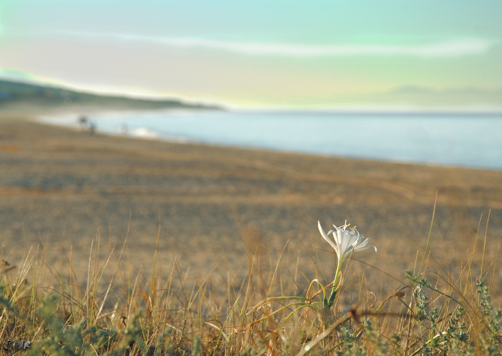 FLOR AL AMANECER