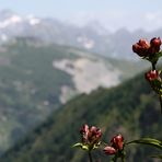 Flor alpina