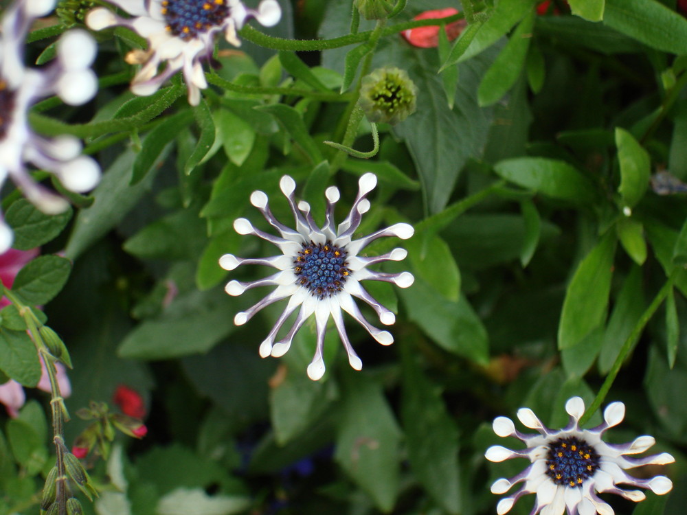 FLOR ALPINA