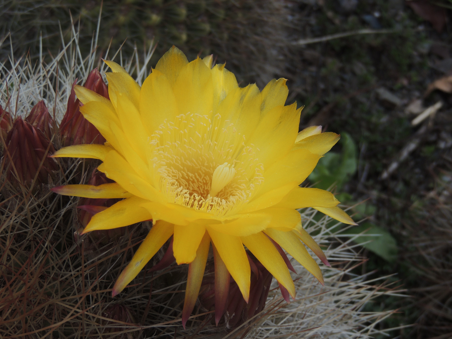 Flor Amarilla