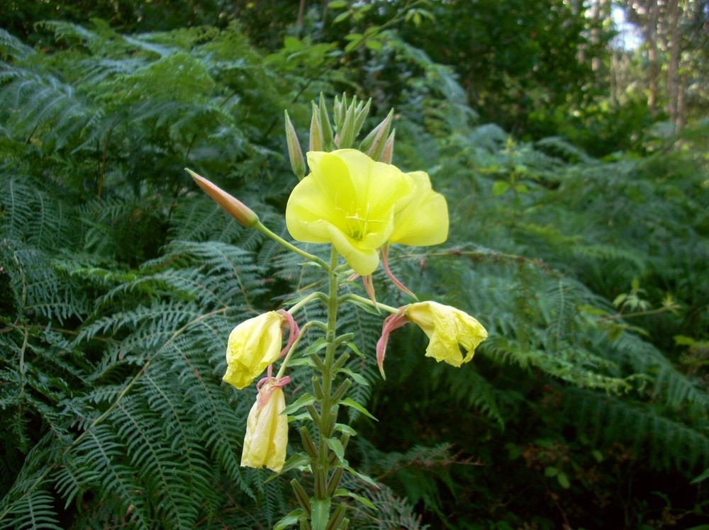 flor amarilla