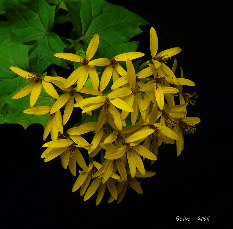 Flor Amarilla