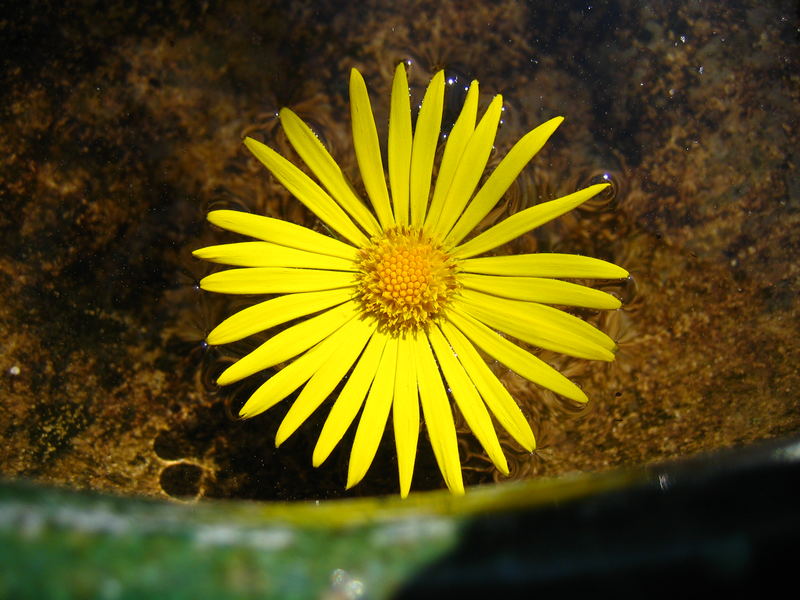 flor amarilla