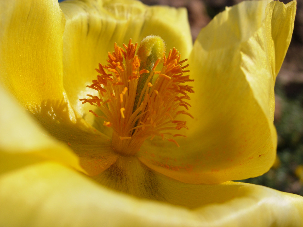 Flor amarilla.