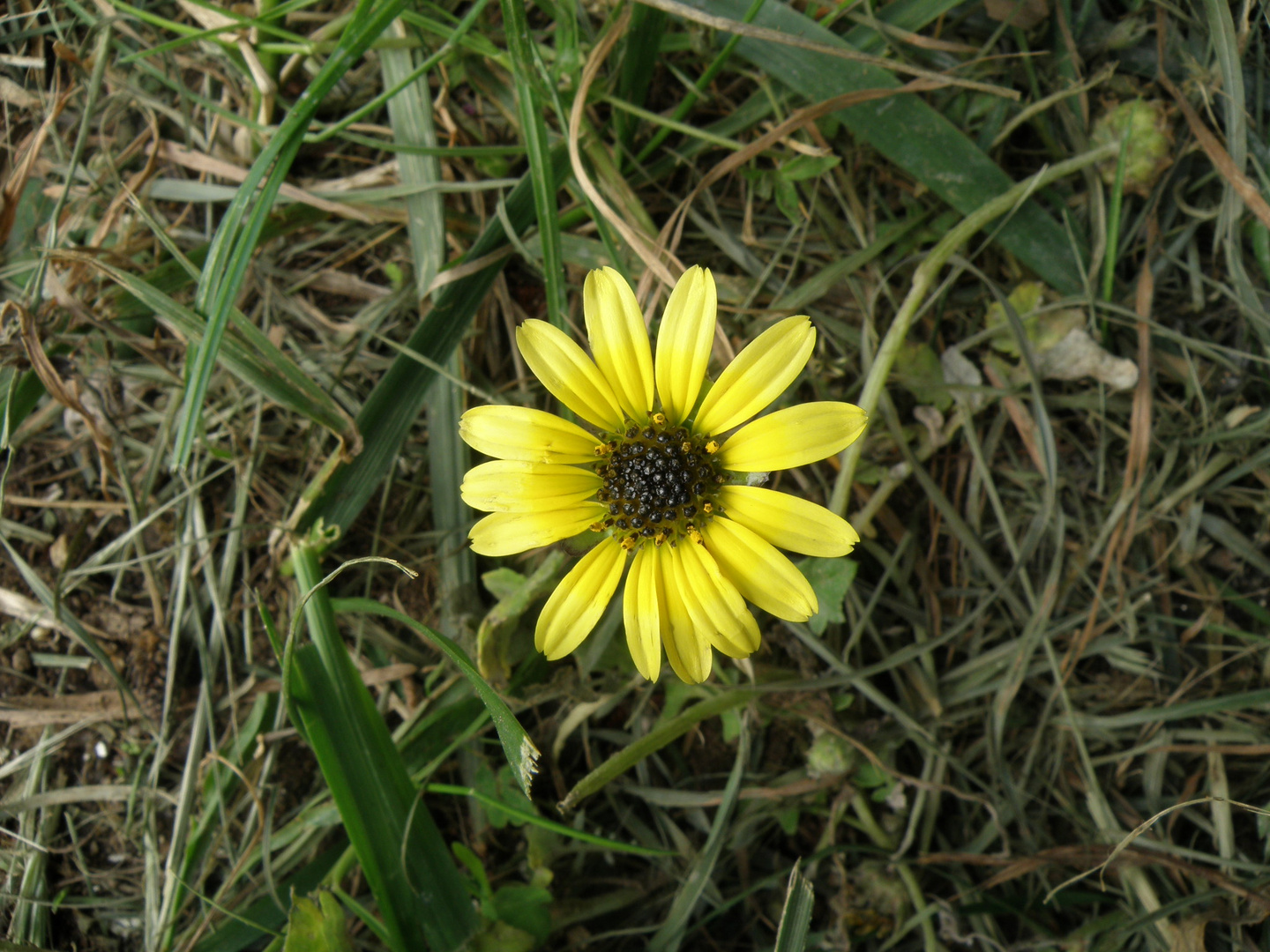 Flor amarilla