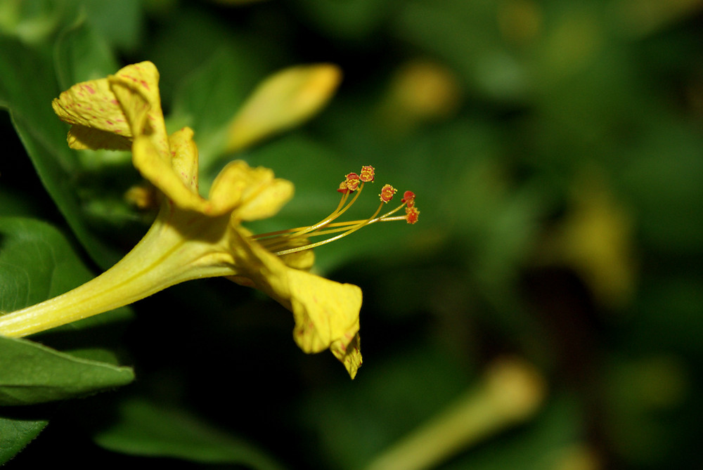 flor amarilla