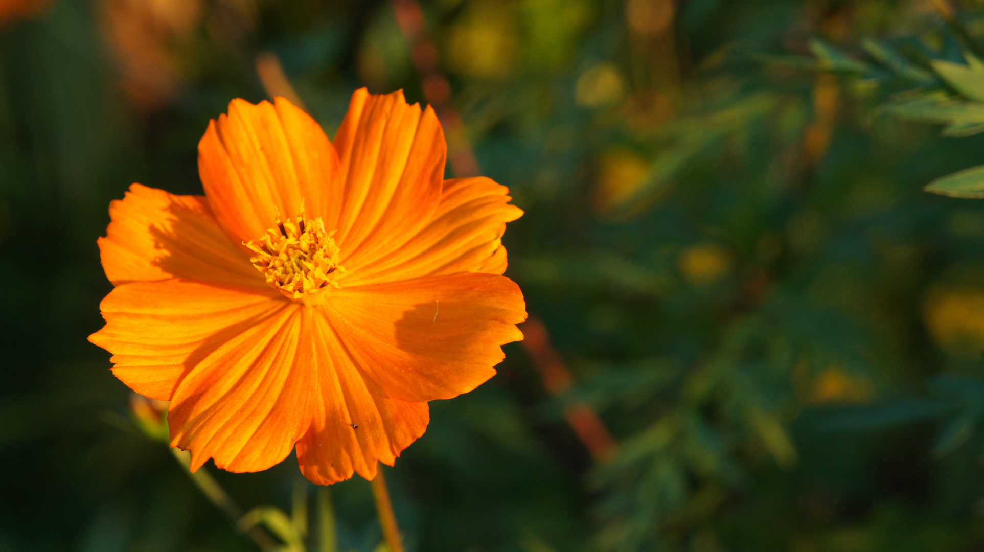 FLOR AMARILLA