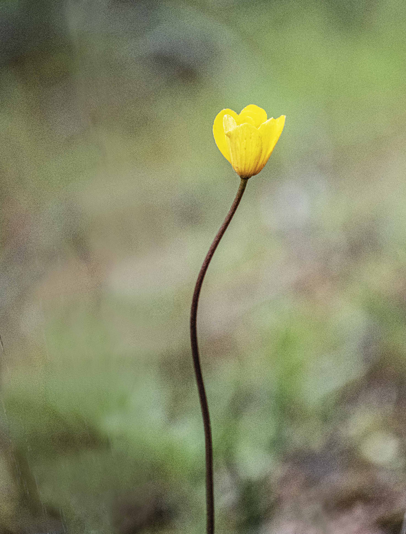 Flor amarilla