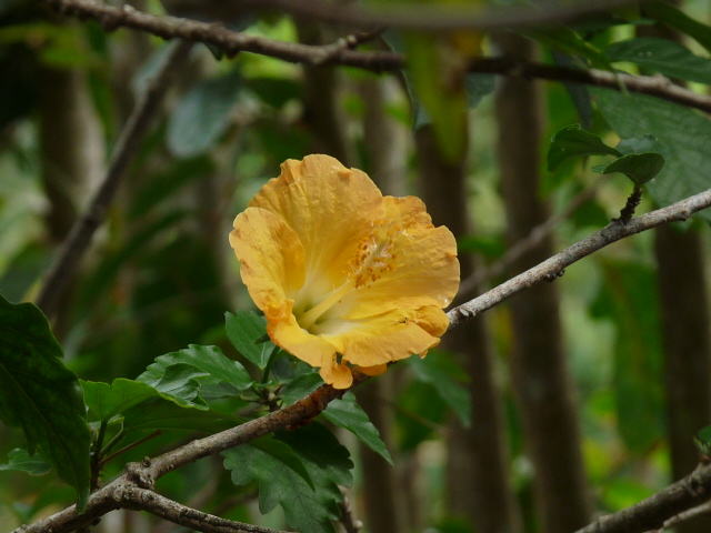 Flor Amarilla