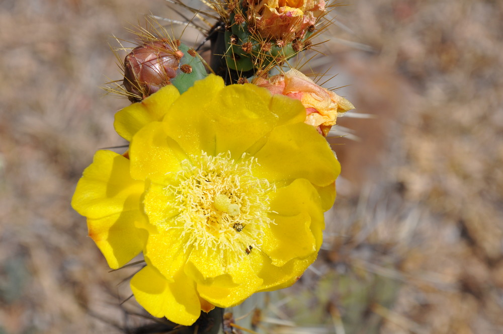 Flor Amarilla