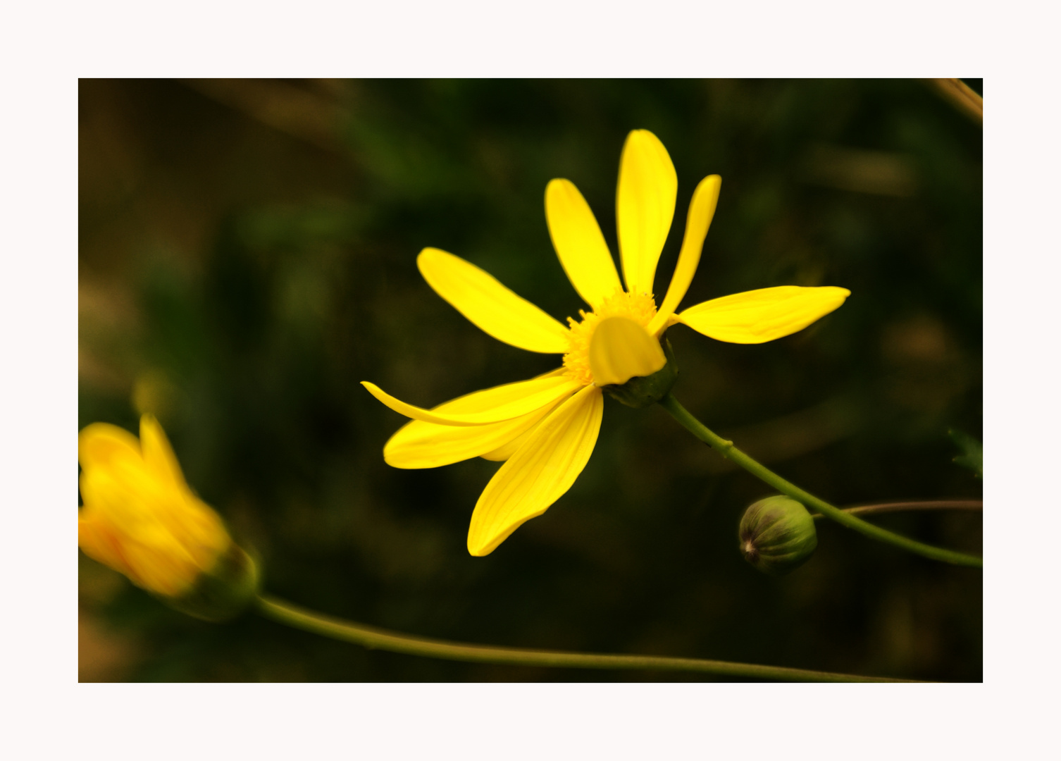 Flor amarilla