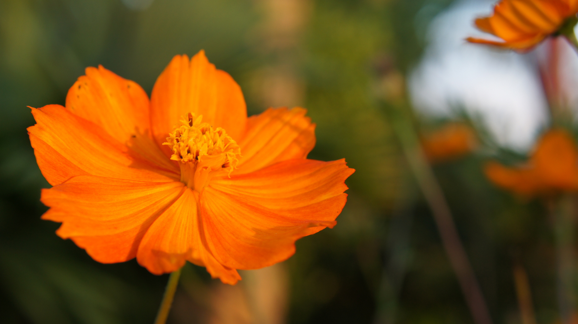 FLOR AMARILLA DE PANORAMA