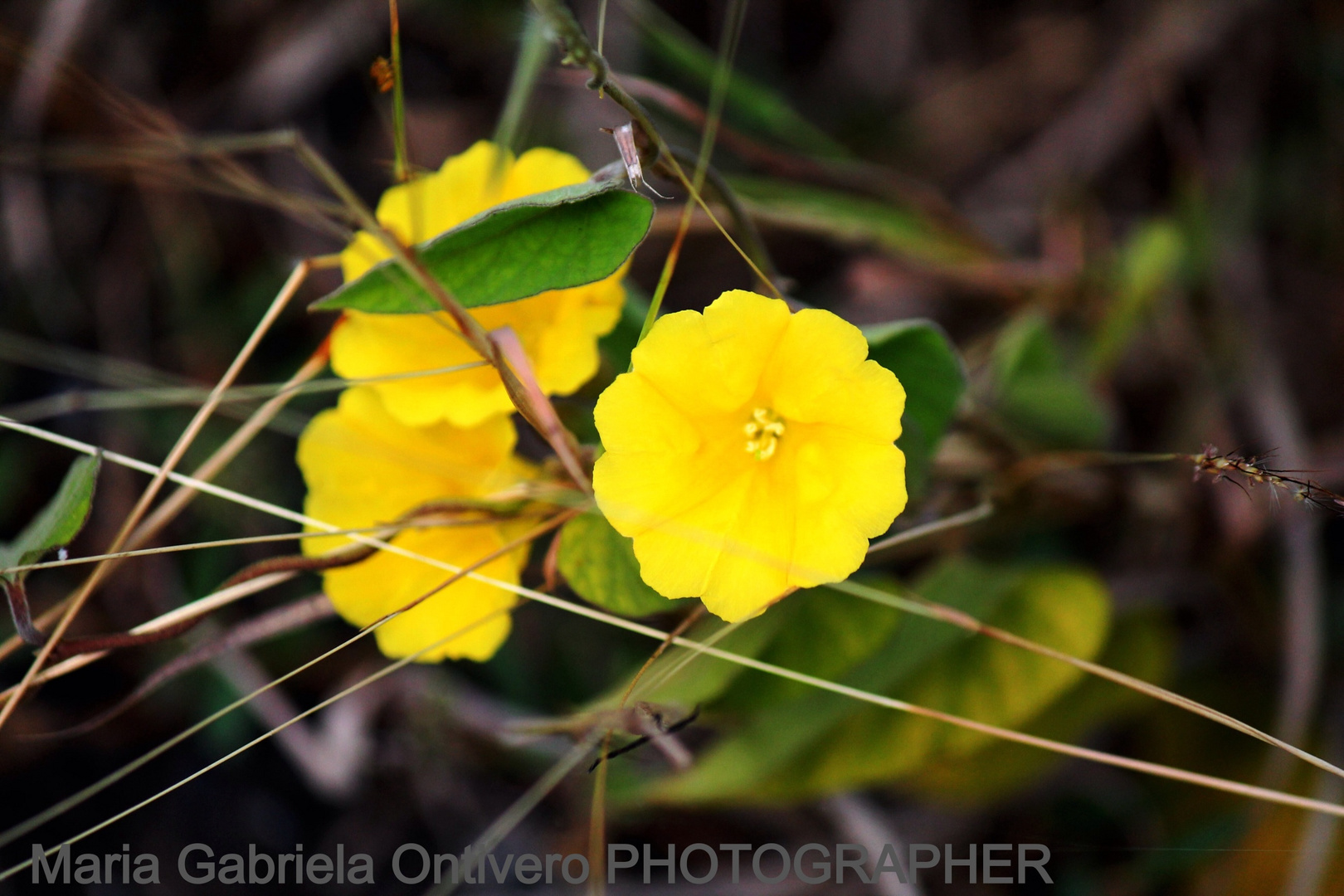 Flor amarilla en medio de ramas secas.